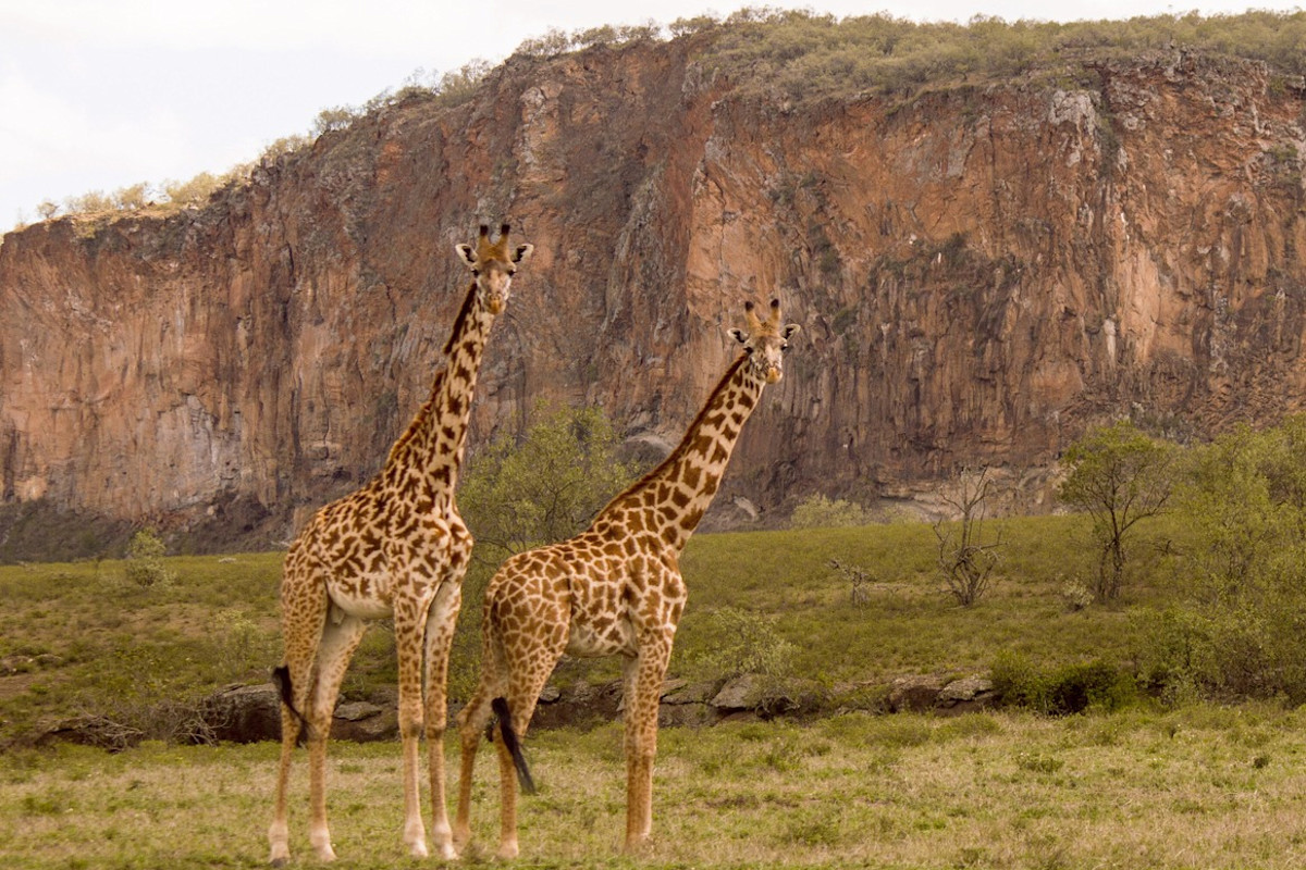 Beyond the Big Five: Kenya's Hidden Safari Treasures