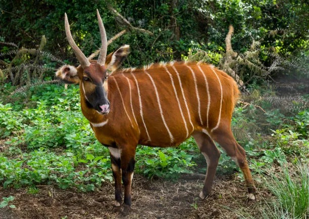 Fewer Than 100 Left: Inside Kenya’s Fight to Save the Mountain Bongo